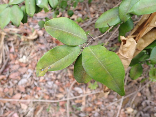Eugenia woodii (Hairy forest myrtle) — photo
