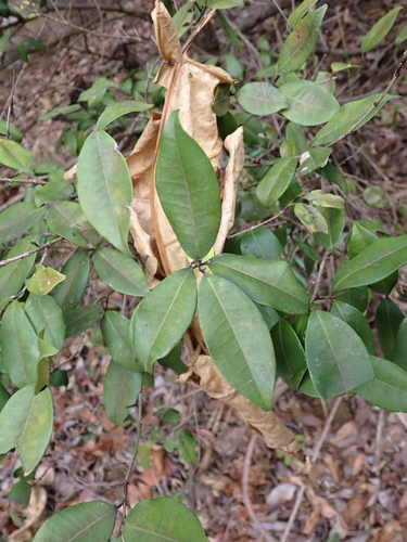 Eugenia woodii (Hairy forest myrtle) — photo