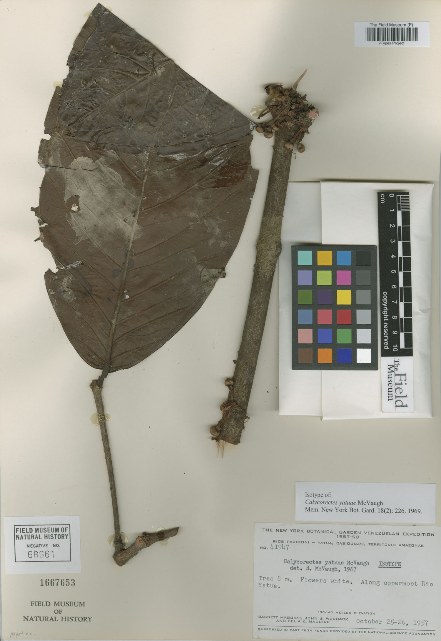 Eugenia yatuae (Yatua eugenia) — photo