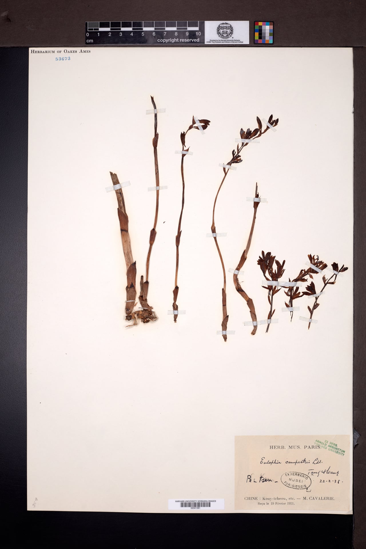 Eulophia campestris (Amrita) — photo