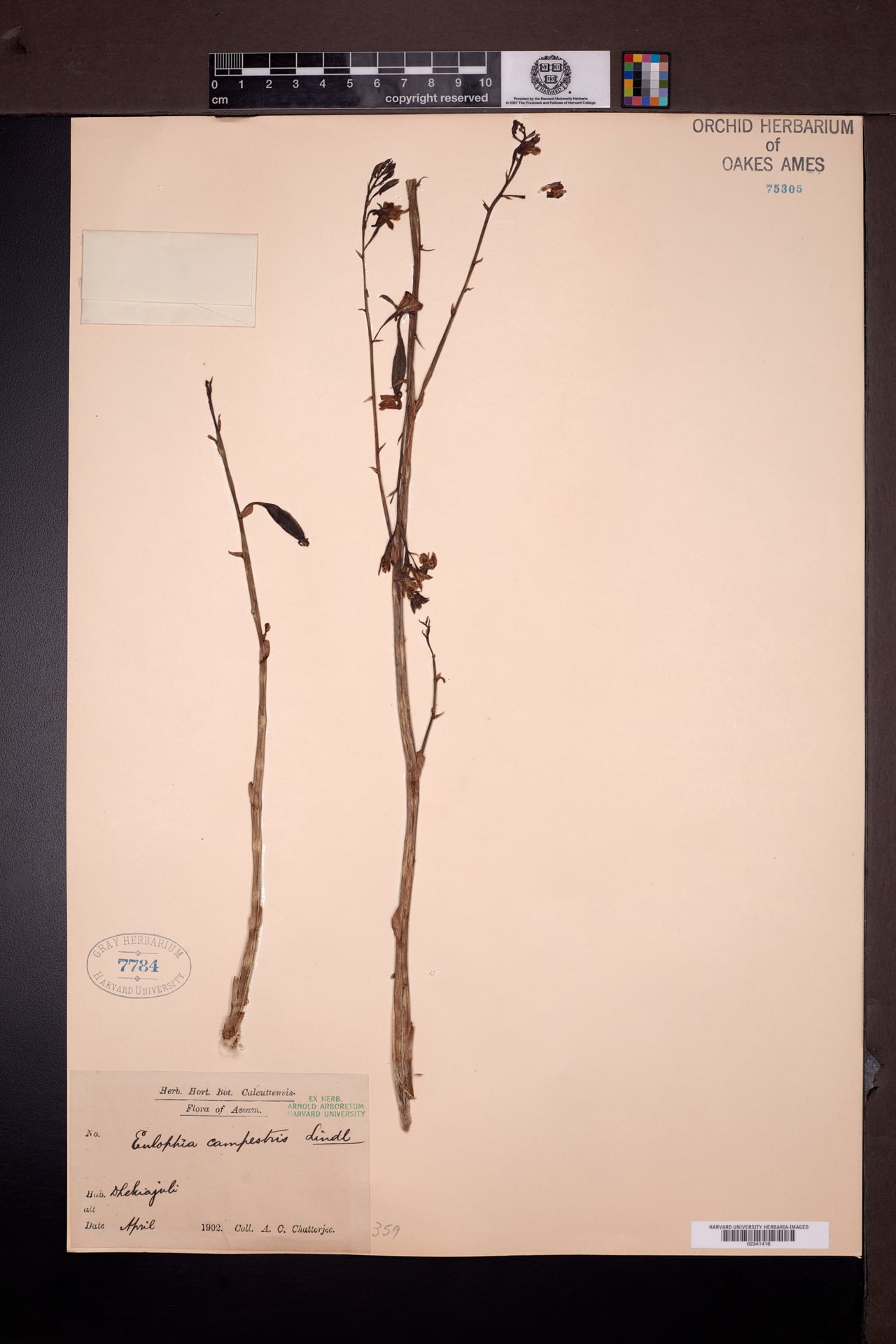 Eulophia campestris (Amrita) — photo