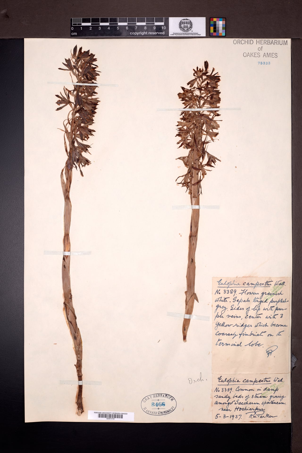 Eulophia campestris