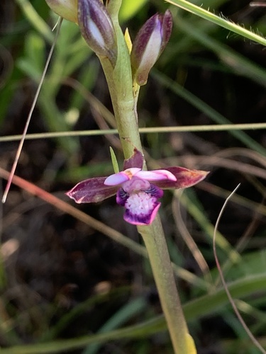 Eulophia clavicornis var. nutans (Mauve pixies) — photo