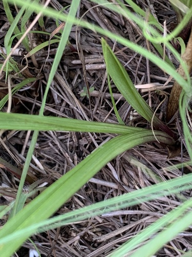 Eulophia clavicornis var. nutans (Mauve pixies) — photo