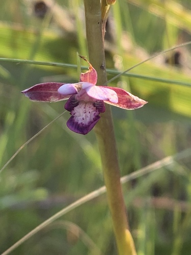 Eulophia clavicornis var. nutans