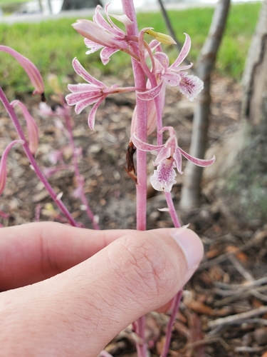 Eulophia graminea — photo