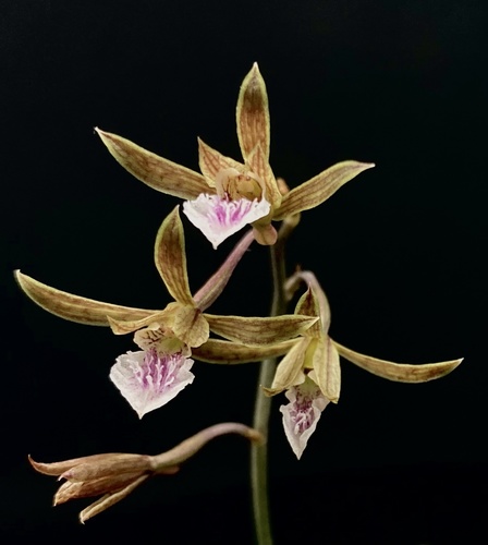 Eulophia graminea