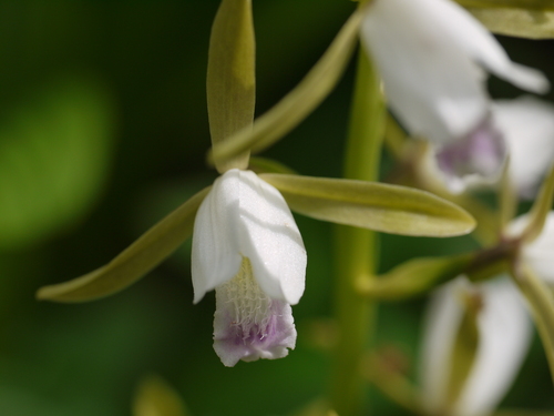 Eulophia herbacea (Salep) — photo