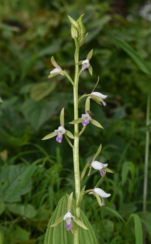 Eulophia herbacea (Salep) — photo