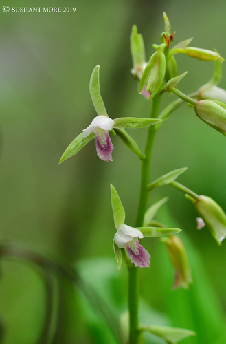 Eulophia herbacea