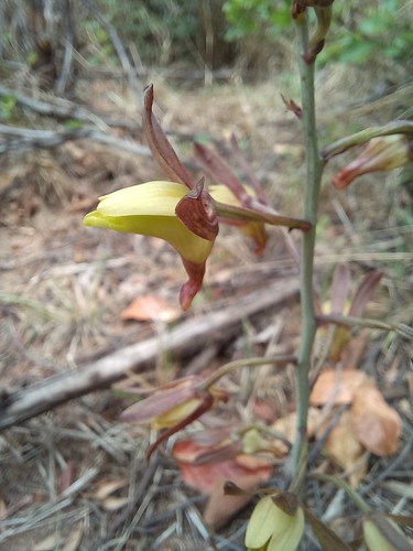 Eulophia hereroensis — photo