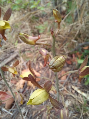 Eulophia hereroensis — photo
