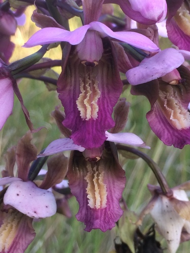 Eulophia horsfallii