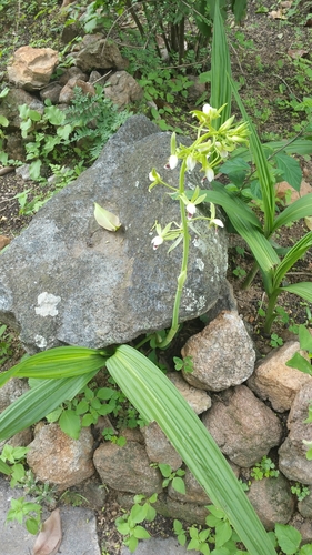 Eulophia plantaginea — photo