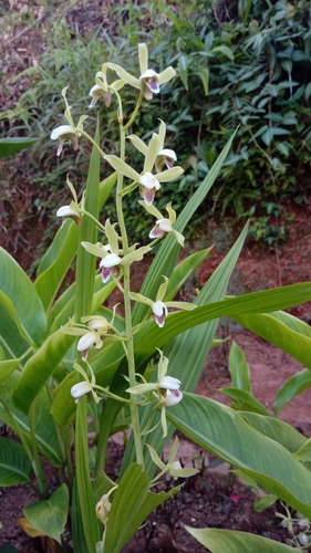 Eulophia plantaginea — photo