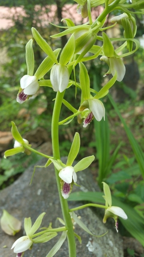Eulophia plantaginea