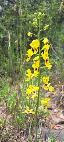 Eulophia speciosa — photo