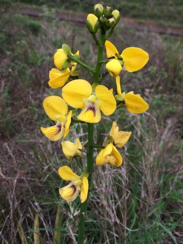Eulophia speciosa