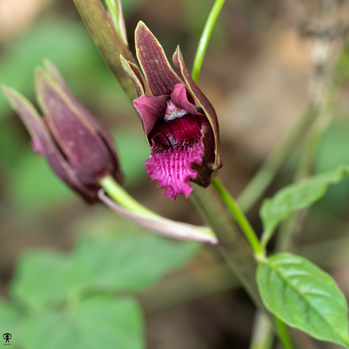 Eulophia spectabilis (Spectacular eulophia orchid) — photo