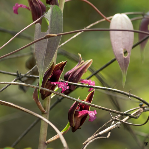 Eulophia spectabilis (Spectacular eulophia orchid) — photo