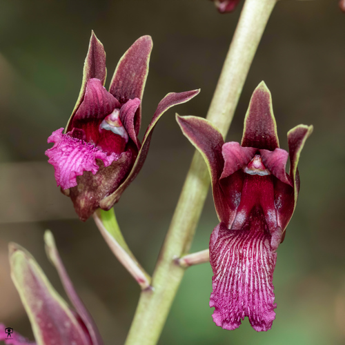 Eulophia spectabilis