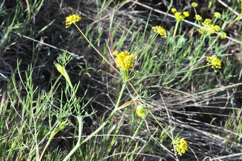 Eulophus ambiguus (Biscuit-root) — photo