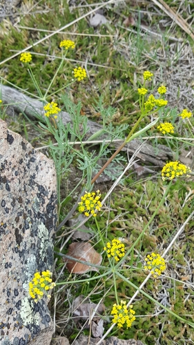 Eulophus ambiguus