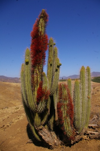 Eulychnia acida (Copao) — photo
