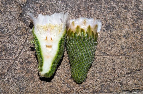 Eulychnia acida (Copao) — photo