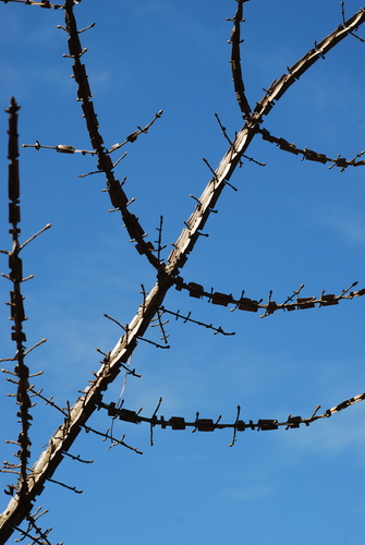 Euonymus alatus (Winged spindle tree) — photo