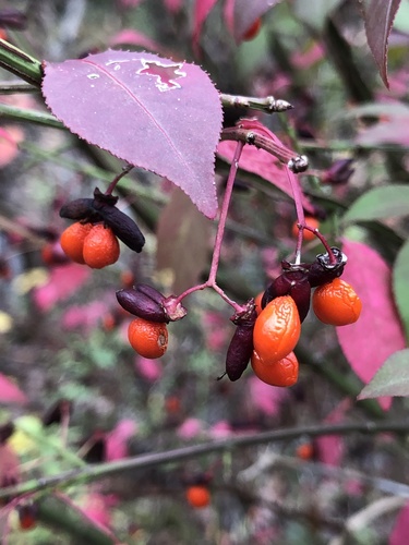 Euonymus alatus (Winged spindle tree) — photo