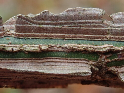 Euonymus alatus subsp. apterus (Winged spindle tree) — photo