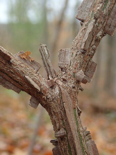 Euonymus alatus subsp. apterus (Winged spindle tree) — photo