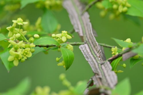 Euonymus alatus