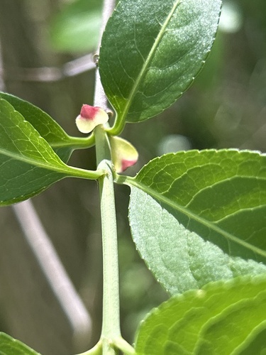Euonymus atropurpureus (Burning-bush Euonymus) — photo