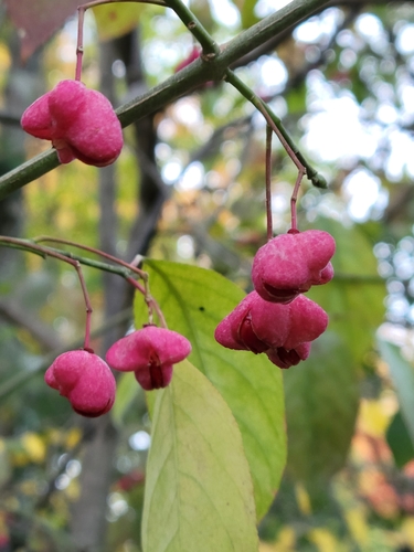 Euonymus atropurpureus