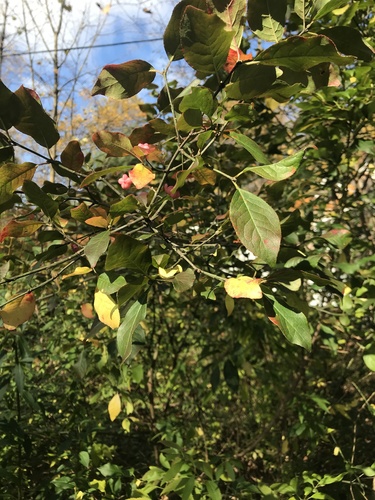 Euonymus atropurpureus (Burning-bush Euonymus) — photo