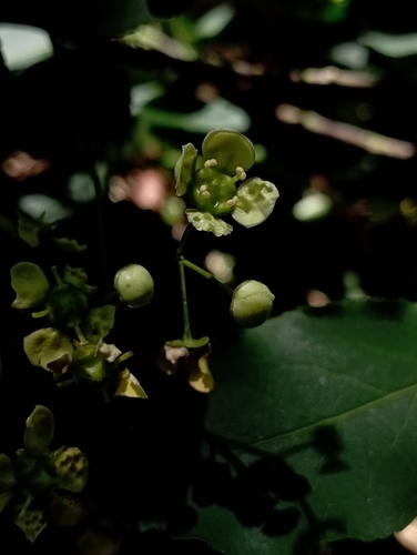 Euonymus carnosus (Fleshy flowered spindletree) — photo