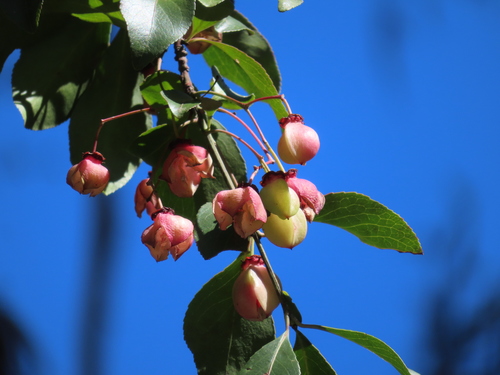 Euonymus carnosus