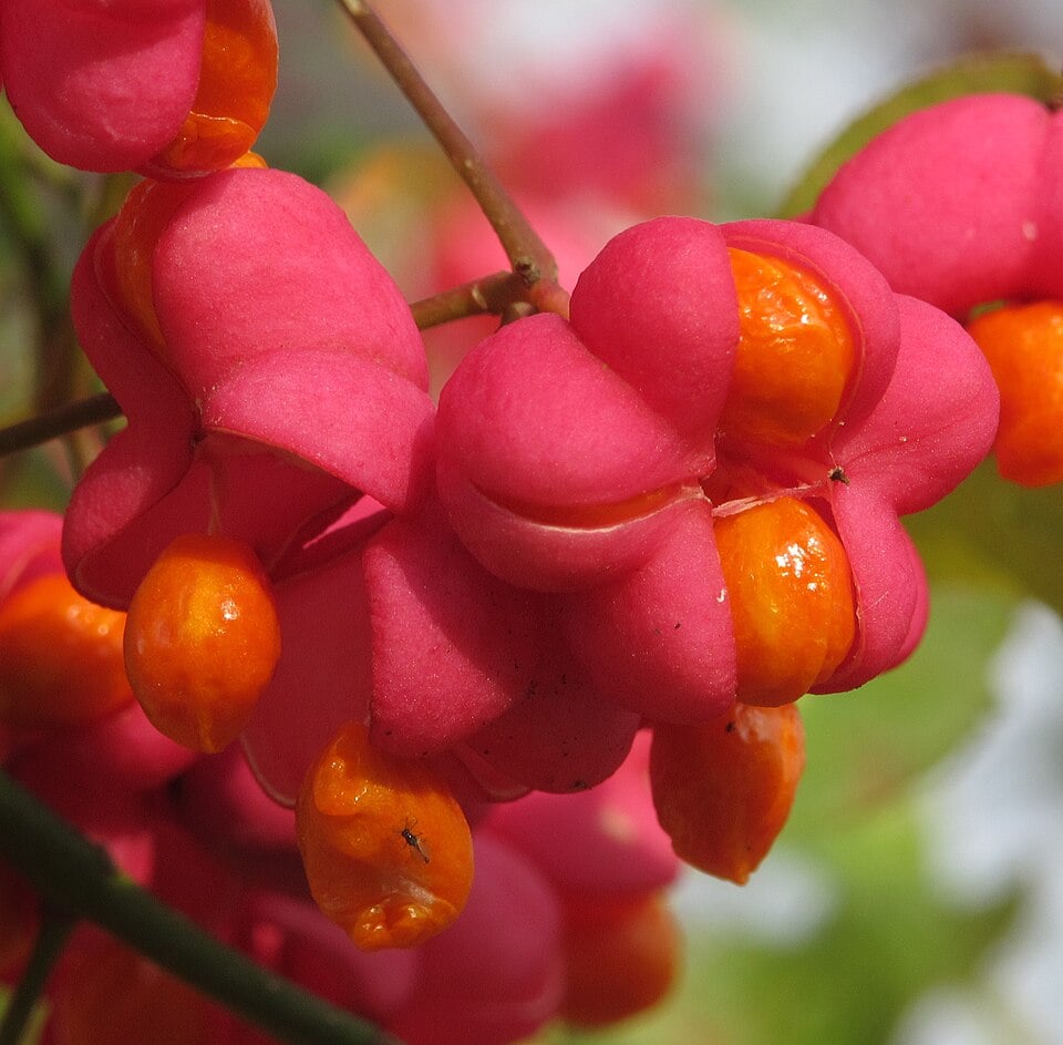 Euonymus europaeus (Spindle tree) — photo