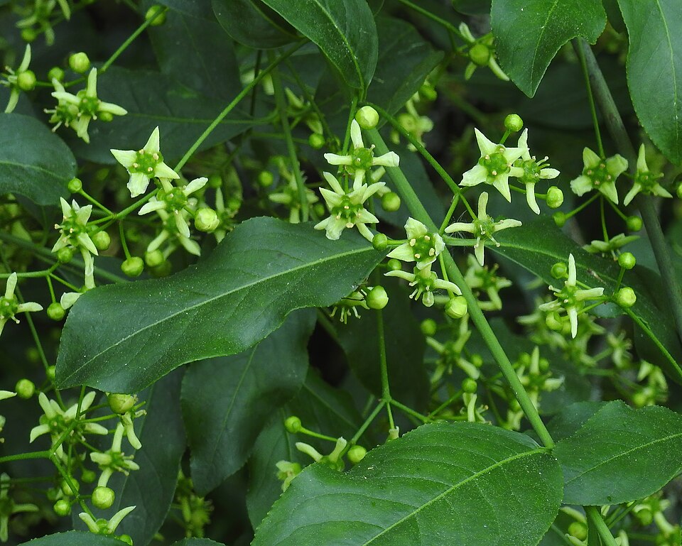 Euonymus europaeus