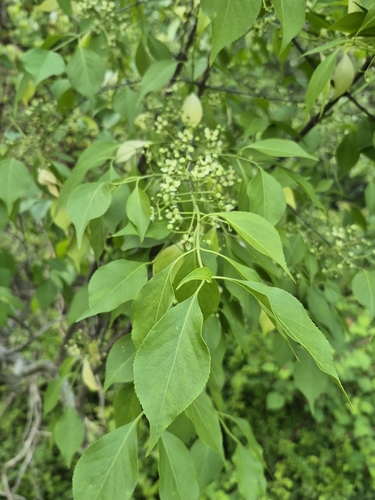 Euonymus hamiltonianus (Yeddo euonymus) — photo