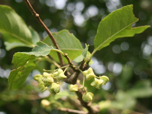 Euonymus hamiltonianus subsp. sieboldianus