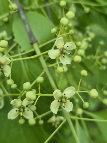 Euonymus hamiltonianus (Yeddo euonymus) — photo