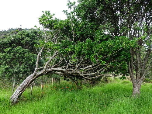 Euonymus japonicus (Japanese spindle tree) — photo