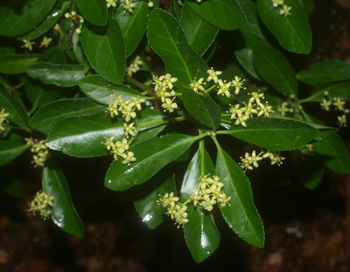 Euonymus japonicus (Japanese spindle tree) — photo