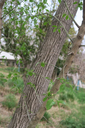 Euonymus maackii — photo