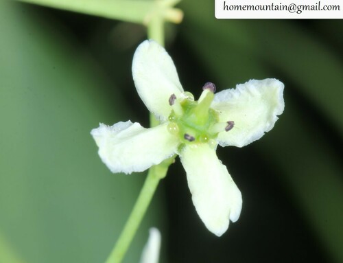 Euonymus maackii — photo