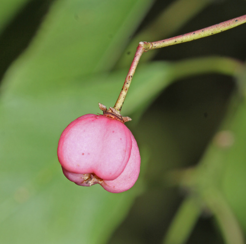 Euonymus maackii