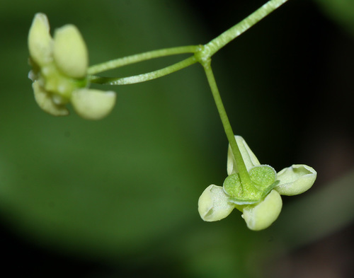 Euonymus macropterus — photo